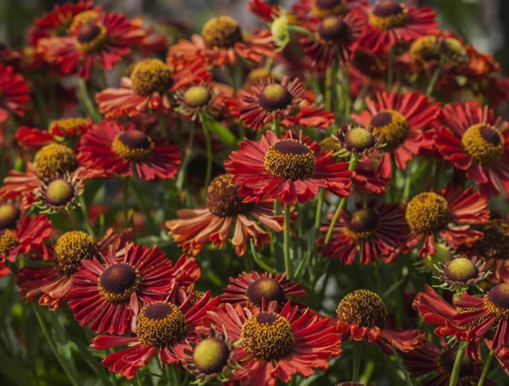 Гелениум гибридный Ранчера (Helenium hybrida 'Ranchera')