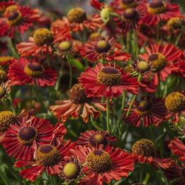 Гелениум гибридный Ранчера (Helenium hybrida 'Ranchera')