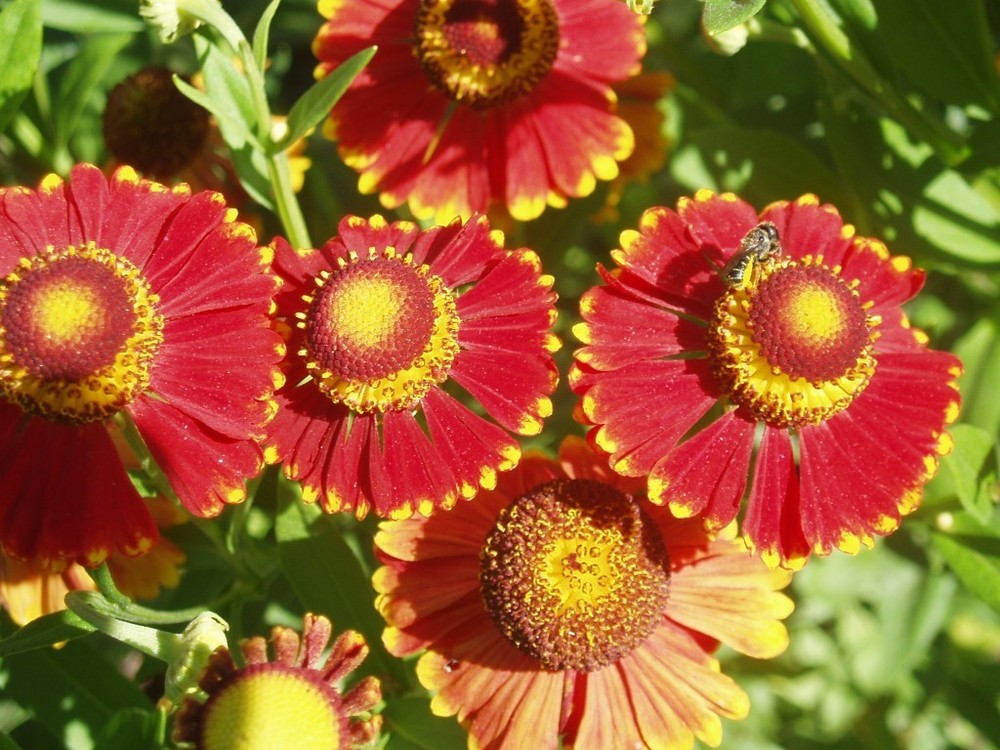 Гелениум гибридный Рубинцверг (Helenium hybrida 'Rubinzwerg')