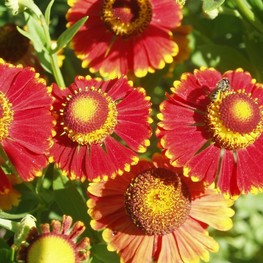 Гелениум гибридный Рубинцверг (Helenium hybrida 'Rubinzwerg')