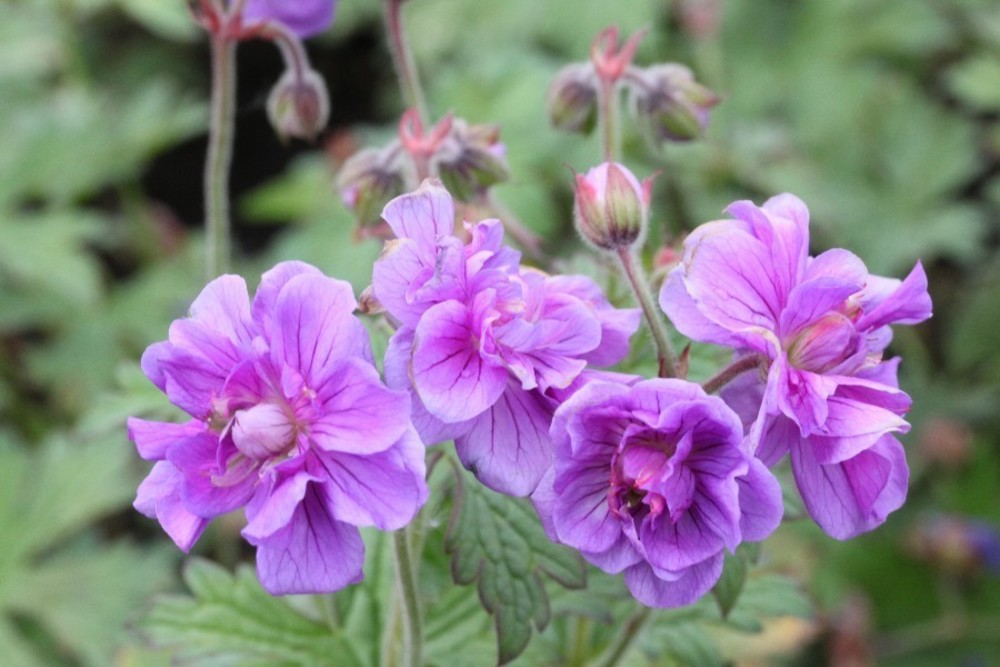 Герань гималайская Пленум (Geranium himalayense 'Plenum')