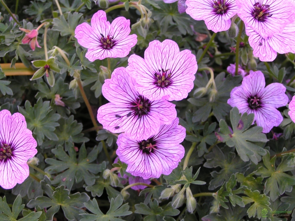 Герань пепельная Балерина (Geranium cinereum 'Ballerina')