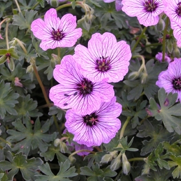 Герань пепельная Балерина (Geranium cinereum 'Ballerina')