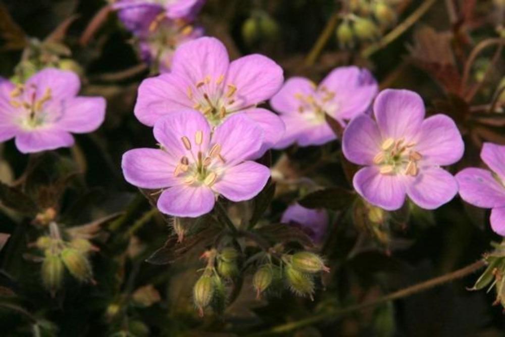 Герань пятнистая Элизабет Энн (Geranium maculatum 'Elisabeth Ann')