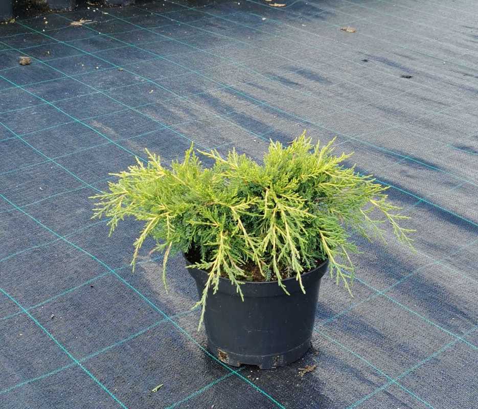 Можжевельник средний Олд Голд (Juniperus x pfitzeriana 'Old Gold')