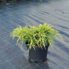 Можжевельник средний Олд Голд (Juniperus x pfitzeriana 'Old Gold')