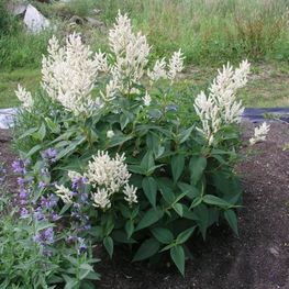 Горец изменчивый (Persicaria polymorpha)