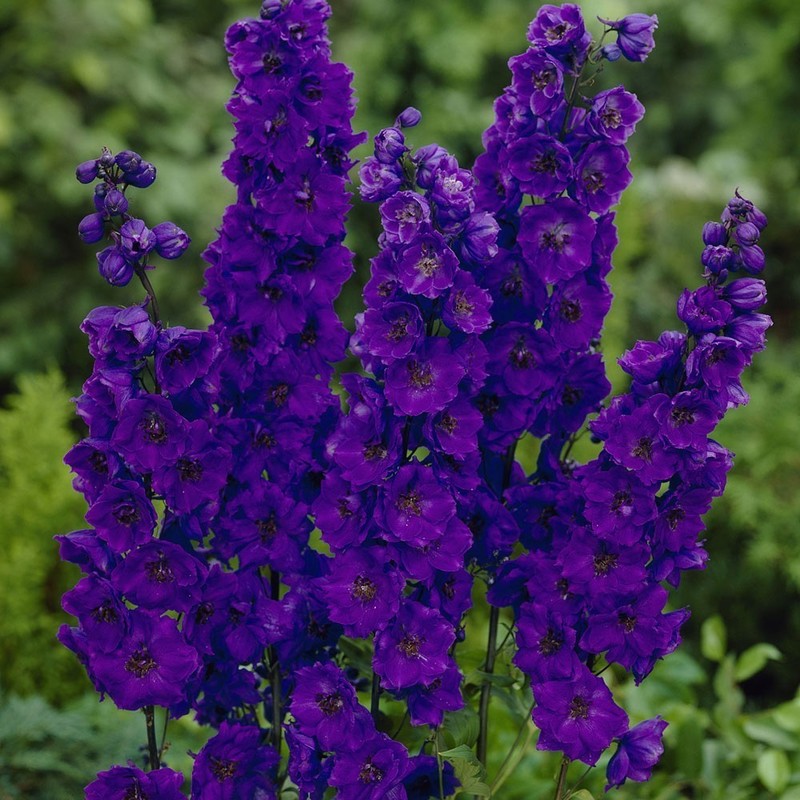 Дельфиниум Блэк Найт (Delphinium 'Black Knight')