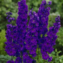 Дельфиниум Блэк Найт (Delphinium 'Black Knight')