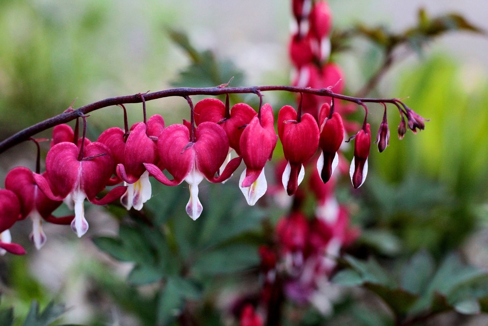 Дицентра великолепная Валентайн (Lamprocapnos spectabilis 'Valentine')