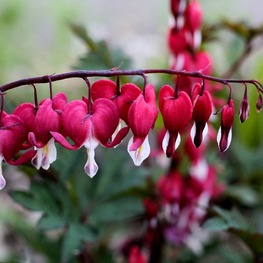 Дицентра великолепная Валентайн (Lamprocapnos spectabilis 'Valentine')
