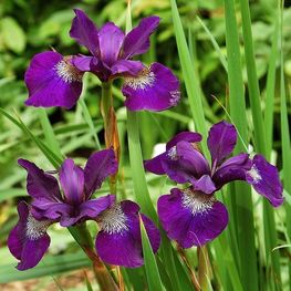 Ирис сибирский Тил Велвет (Iris sibirica 'Teal Velvet')