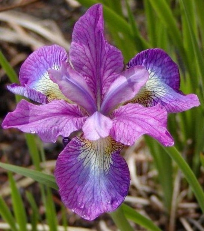 Ирис сибирский Иллин Шарм (Iris sibirica 'Illini Charm')