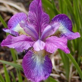 Ирис сибирский Иллин Шарм (Iris sibirica 'Illini Charm')