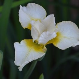 Ирис сибирский Беллиссима (Iris sibirica 'Bellissima')