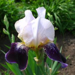 Ирис германский Сильверадо (Iris germanica 'Silverado')