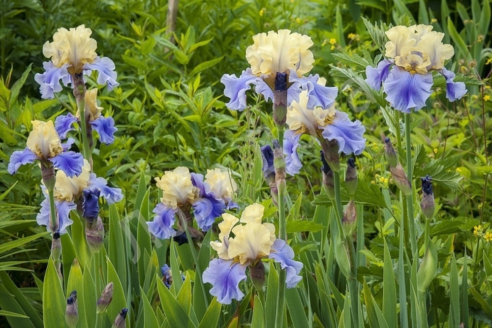 Ирис германский Эдит Вулфорд (Iris germanica 'Edith Wolford')