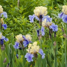 Ирис германский Эдит Вулфорд (Iris germanica 'Edith Wolford')