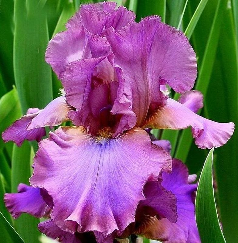 Ирис германский Кантина (Iris germanica 'Cantina')