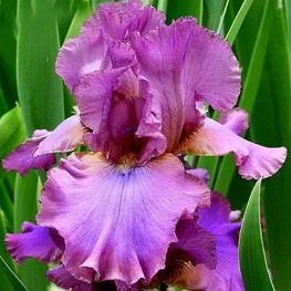 Ирис германский Кантина (Iris germanica 'Cantina')