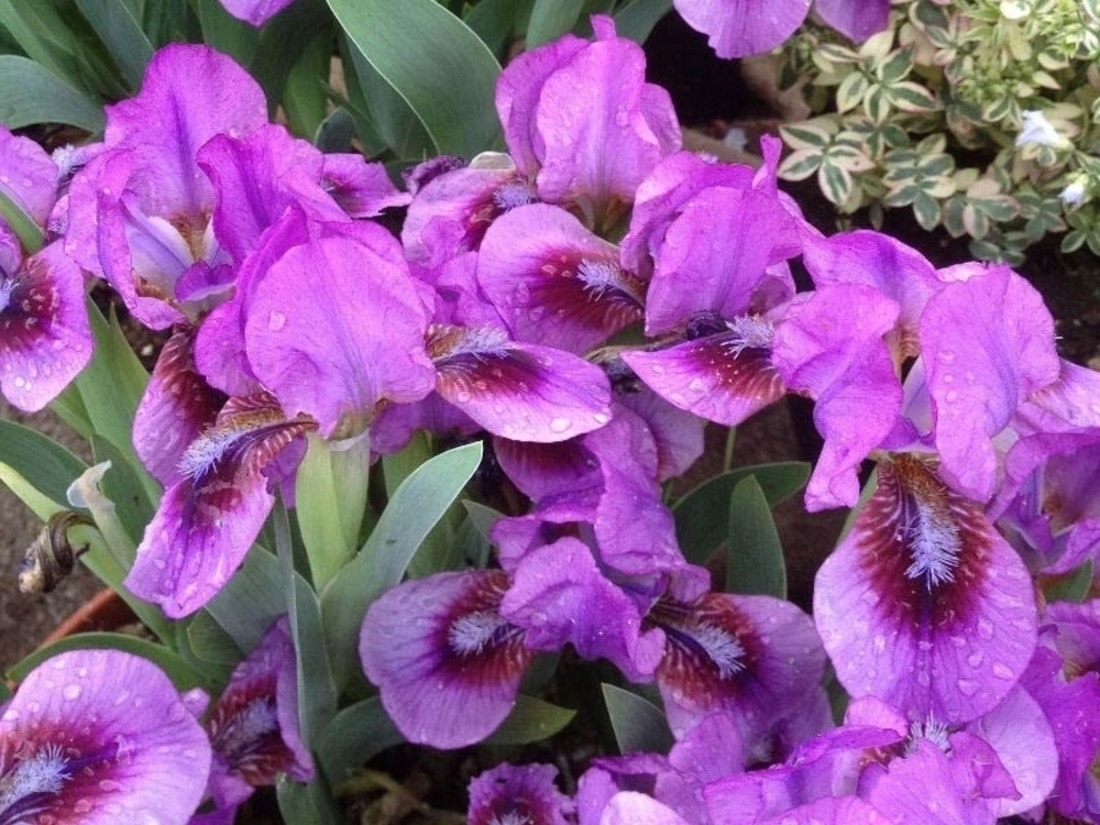 Ирис карликовый (Iris pumila)