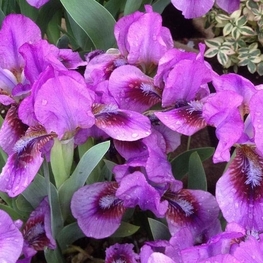 Ирис карликовый (Iris pumila)