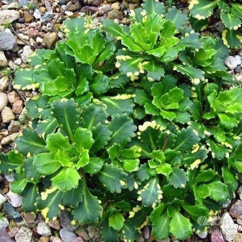 Камнеломка теневая Вариегата (Saxifraga urbium 'Variegata')