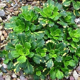 Камнеломка теневая Вариегата (Saxifraga urbium 'Variegata')