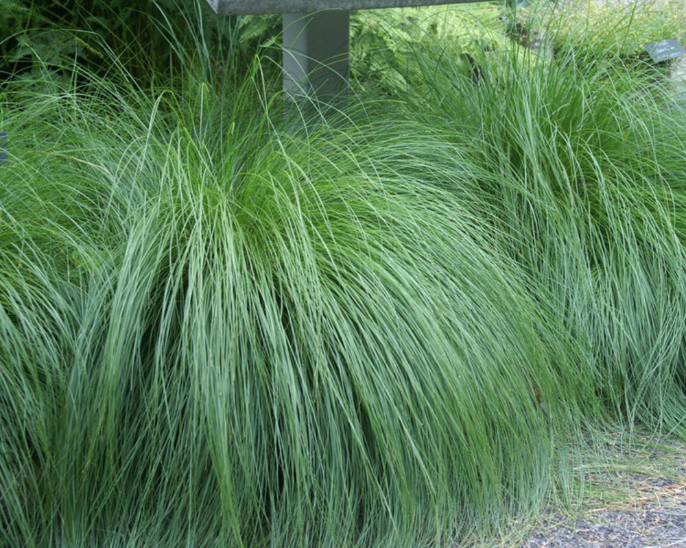 Каплесеменник раскидистый (Sporobolus heterolepis)