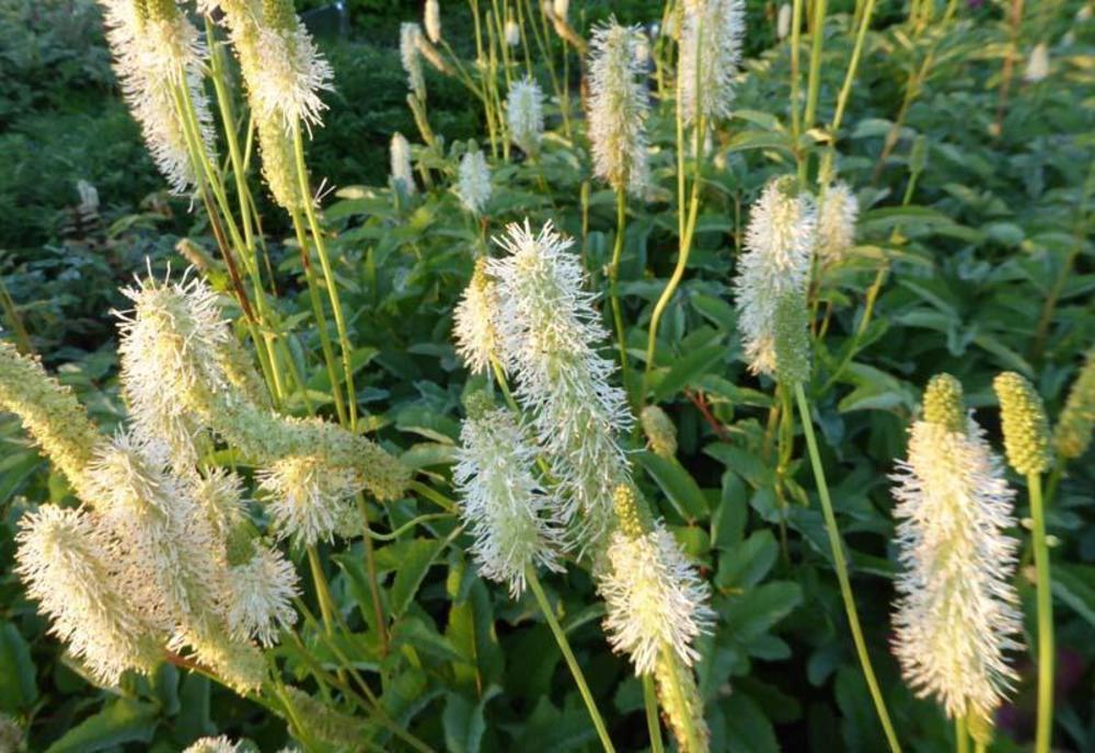 Кровохлебка тупая Альба (Sanguisorba obtusa 'Alba')