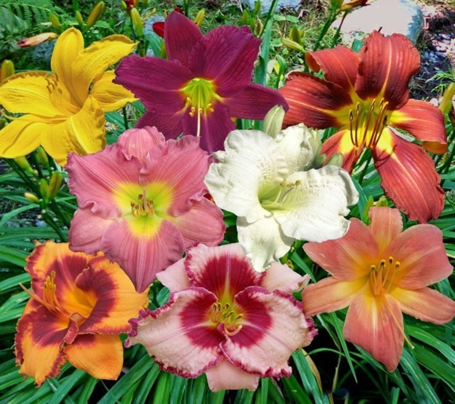 Лилейник гибридный Микс (Hemerocallis hybrida 'Mix')