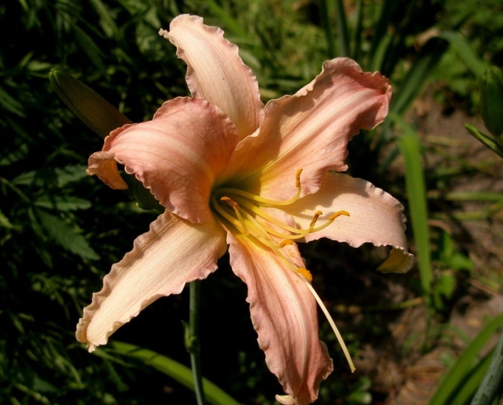 Лилейник гибридный Лакшери Лейс (Hemerocallis hybrida 'Luxury Lace')
