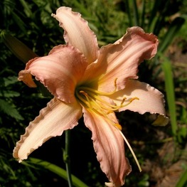 Лилейник гибридный Лакшери Лейс (Hemerocallis hybrida 'Luxury Lace')