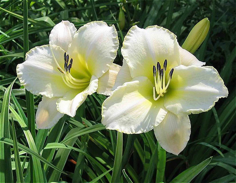 Лилейник гибридный Арктик Сноу (Hemerocallis hybrida 'Arctic Snow')