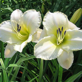 Лилейник гибридный Арктик Сноу (Hemerocallis hybrida 'Arctic Snow')