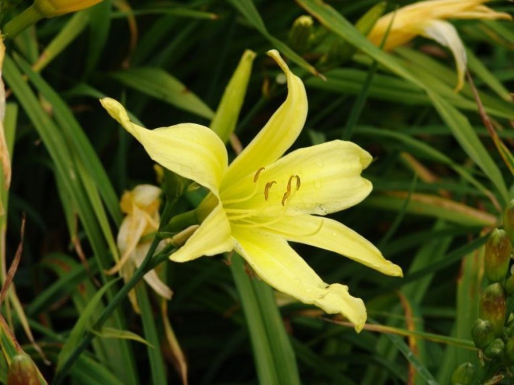 Лилейник лимонно-желтый Цитрина (Hemerocallis citrina)
