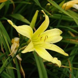 Лилейник лимонно-желтый Цитрина (Hemerocallis citrina)