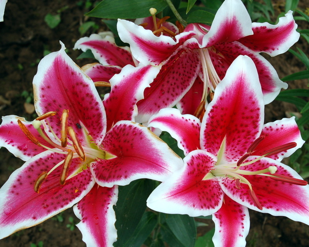 Лилия восточная Старфайтер (Lilium orientalis 'Starfighter')
