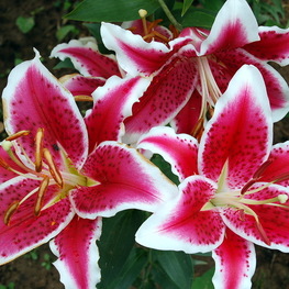 Лилия восточная Старфайтер (Lilium orientalis 'Starfighter')
