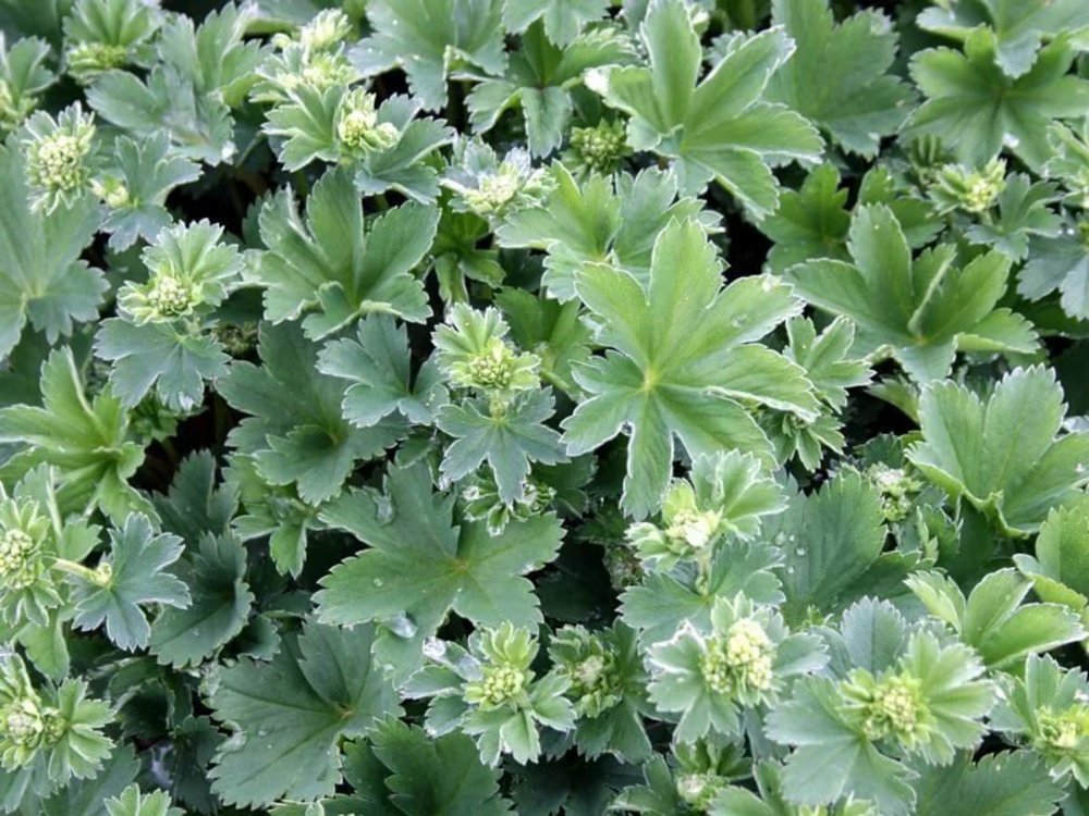 Манжетка красноногая (Alchemilla erythropoda)