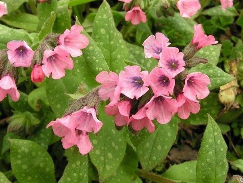 Медуница сахарная Дора Билефельд (Pulmonaria saccharata 'Dora Bielefeld')