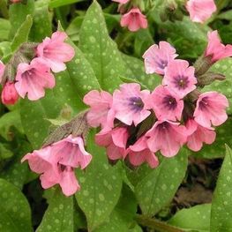 Медуница сахарная Дора Билефельд (Pulmonaria saccharata 'Dora Bielefeld')
