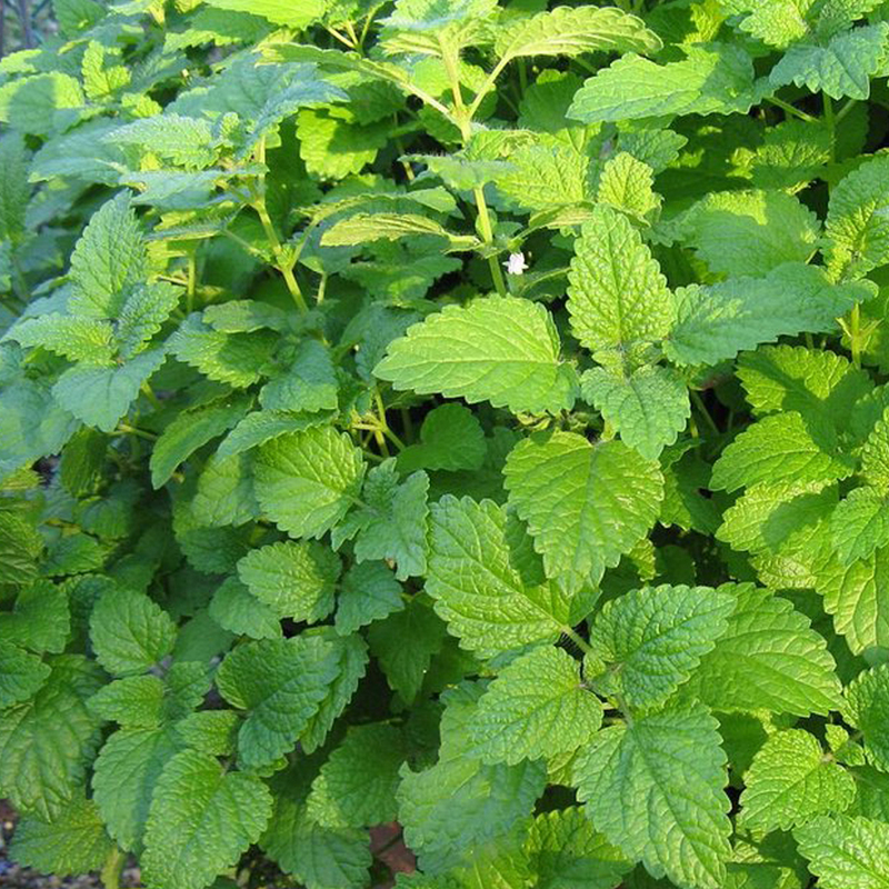 Мелисса лекарственная Царицинская (Melissa officinalis 'Tsaritsinskaya')