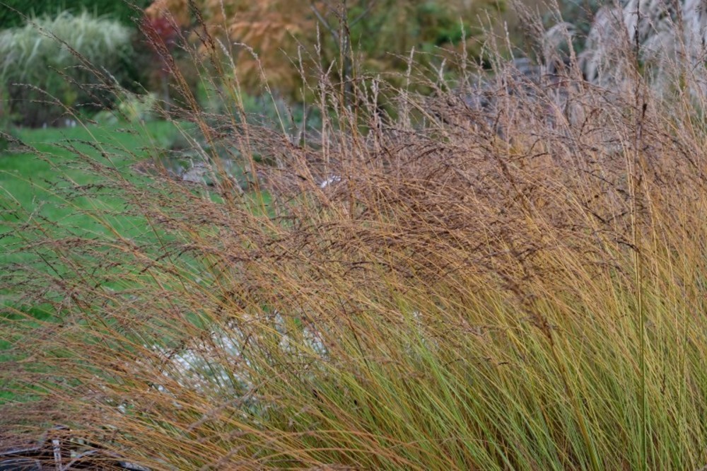 Молиния голубая Эдит Дудсус (Molinia caerulea 'Edith Dudszus')