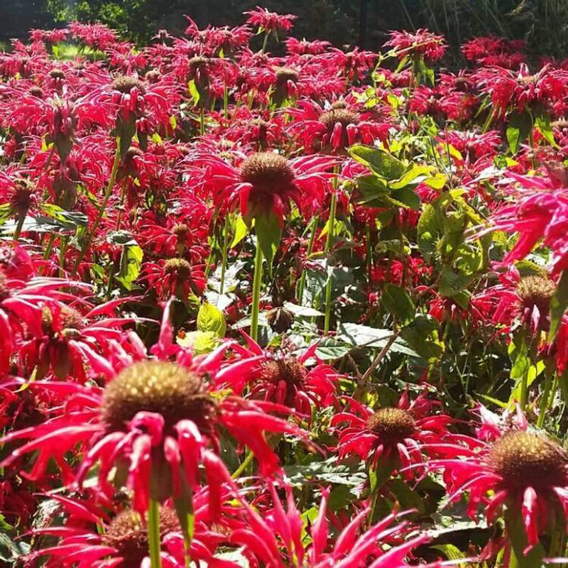 Монарда гибридная Гарденвью Скарлет (Monarda hybrida 'Gardenview Scarlet')