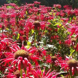 Монарда гибридная Гарденвью Скарлет (Monarda hybrida 'Gardenview Scarlet')