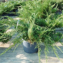 Можжевельник казацкий Тамарисцифолия (Juniperus sabina 'Tamariscifolia')