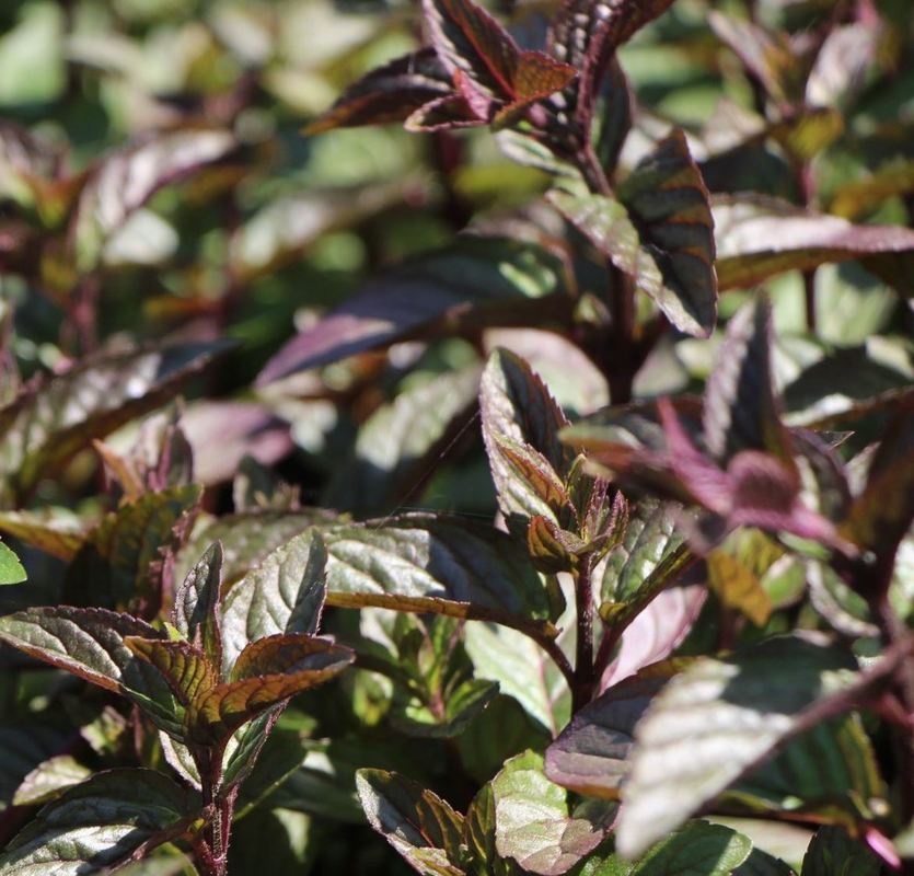 Мята перечная Чоколат (Mentha x piperita 'Chocolate')