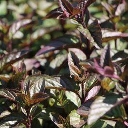 Мята перечная Чоколат (Mentha x piperita 'Chocolate')