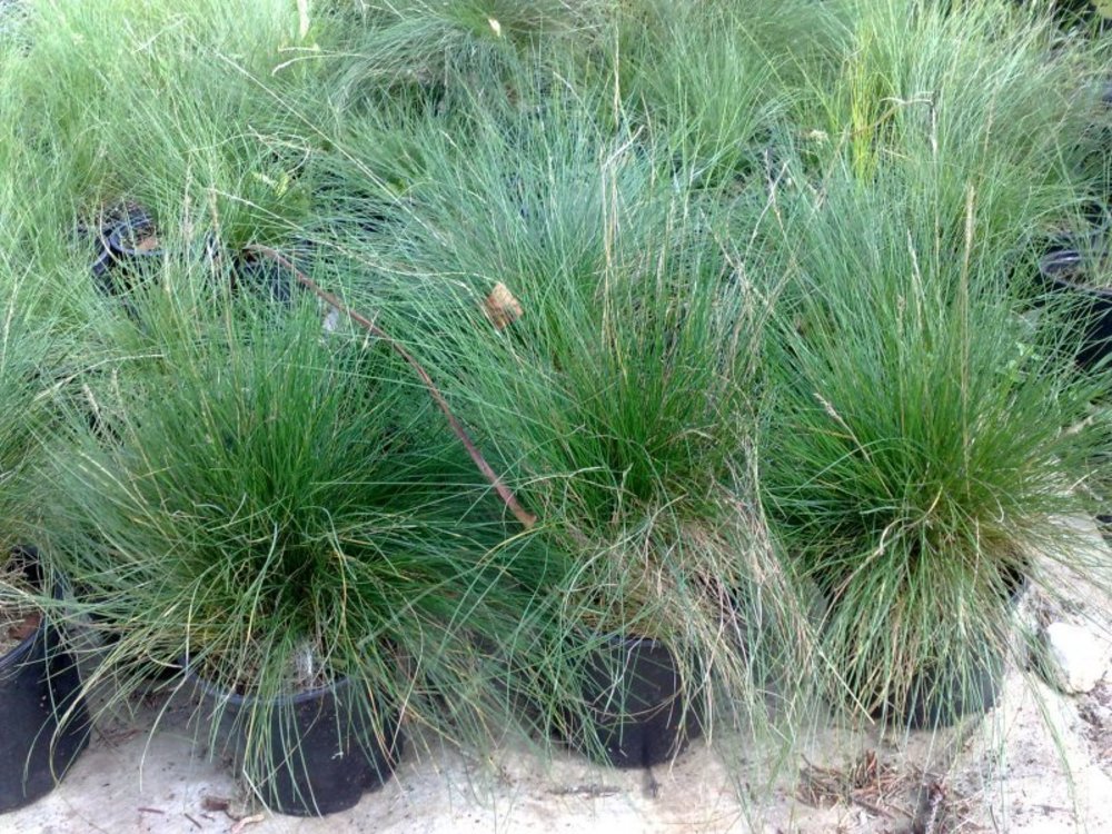 Овсяница аметистовая (Festuca amethystina)